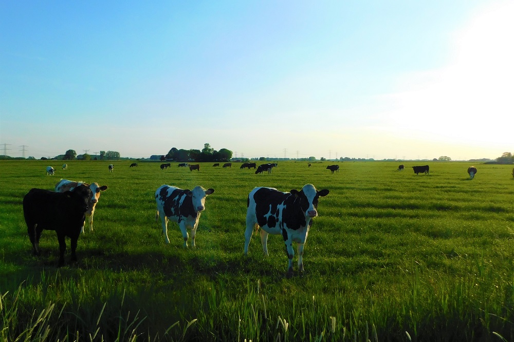 Keurmerken en Chinese zuivelvraag houden de melkprijs dit jaar hoger