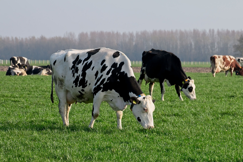 Start testfase met rentekorting voor duurzame melkveehouders