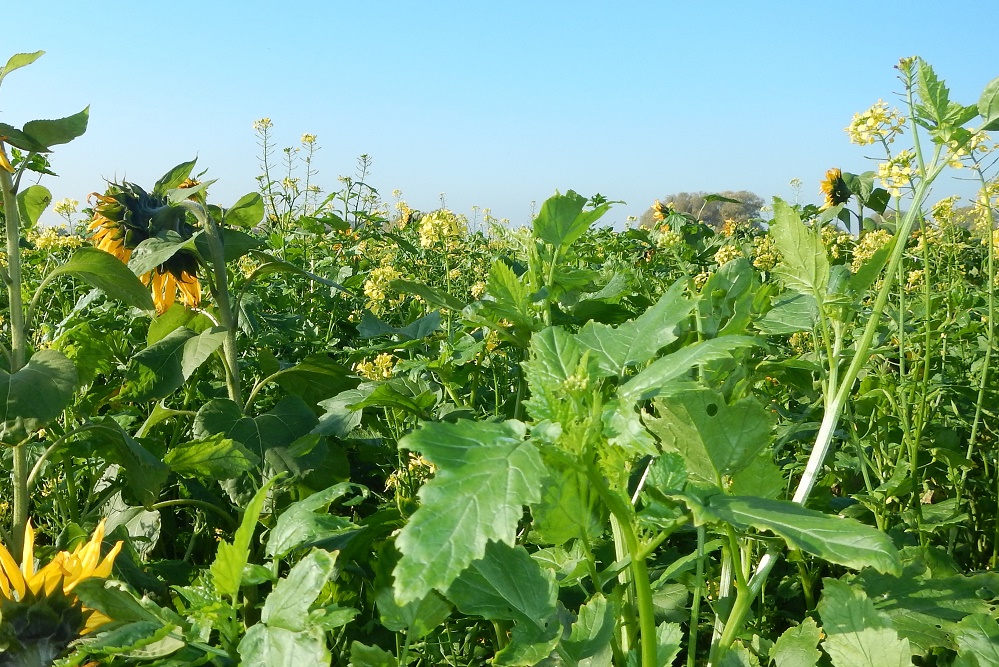 Vier nieuwe groenbemesters van LG