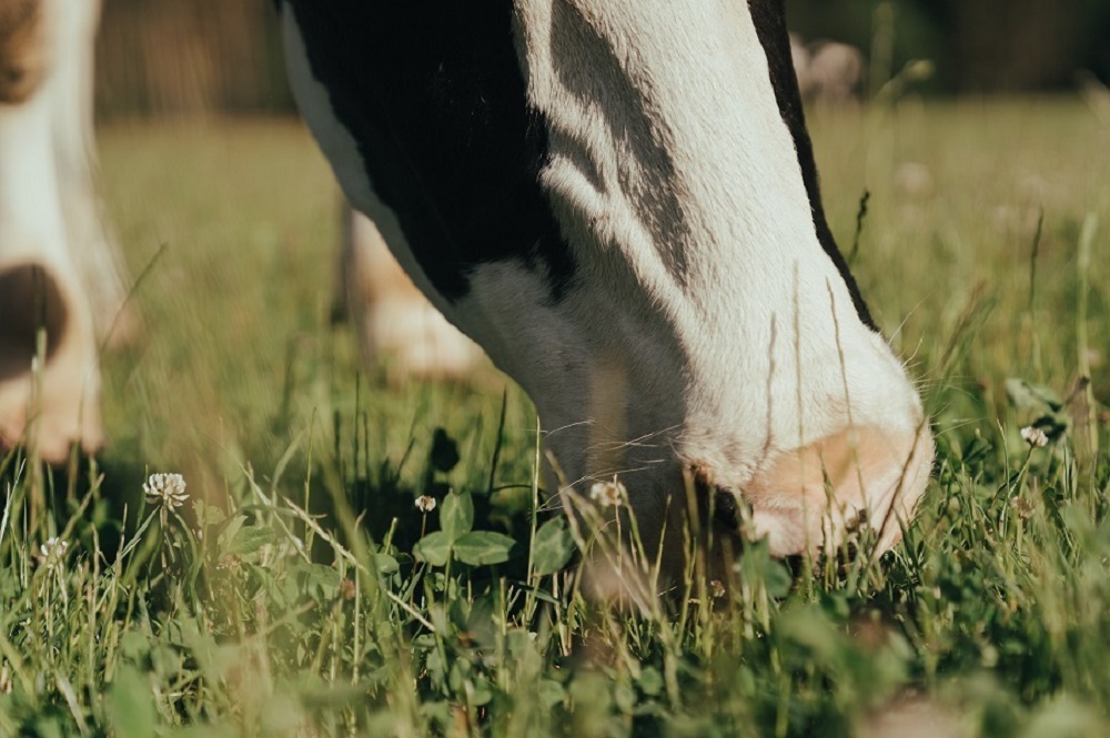 Calciumtekort onder melkvee groter probleem dan u denkt!