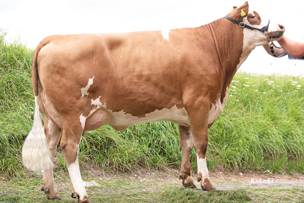 Wereldtopper voor Fleckvieh en Holstein - Hokuspokus