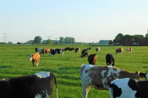 Voederwaarde weidegras stijgt, verschillen kleiner geworden