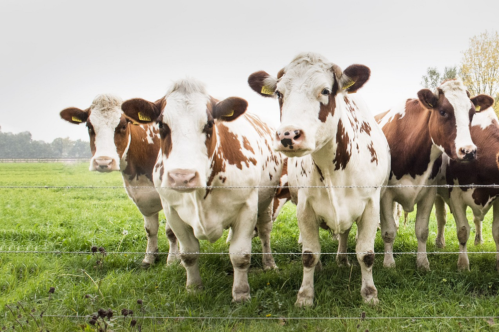 Stand van zaken gewijzigde Wet Dieren