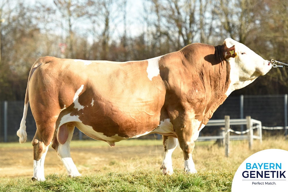 Wereldtopper voor Fleckvieh en Holstein - BFG Meerhof Pp