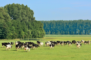 MOB procedeert koe de wei uit