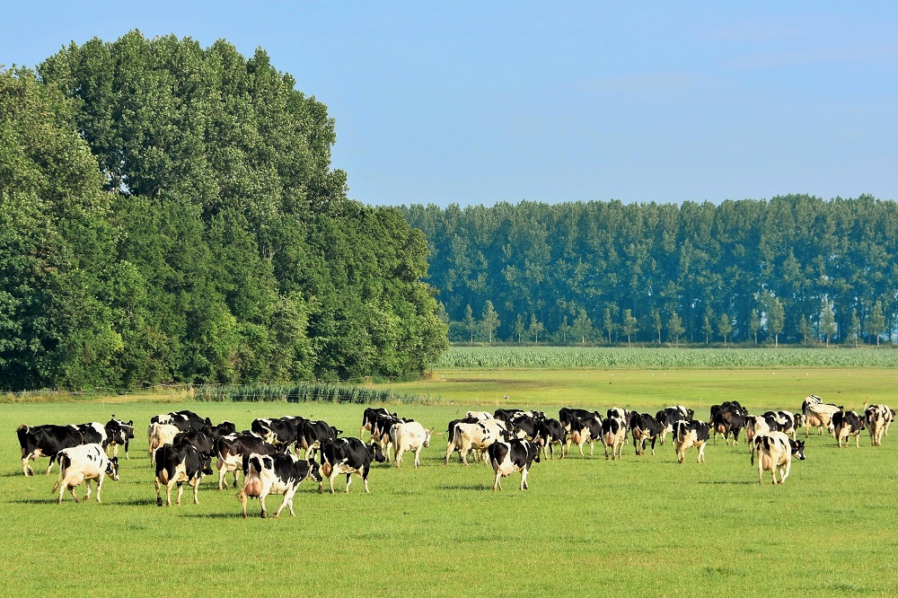 Gras: het meest veelzijdige stukje voer