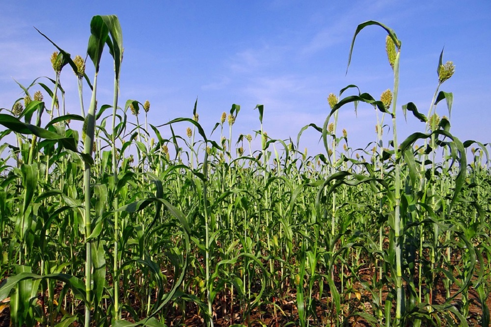 Sorghum: minder vocht nodig en lagere N bemesting dan snijmaïs