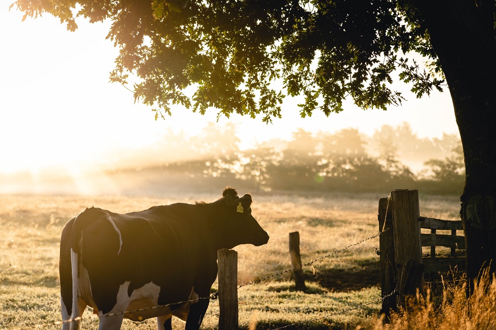 NRC: Miljarden voor uitkoop van honderden agrariërs