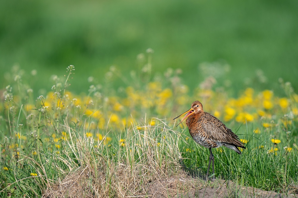 Weidevogelbeheer en landbouw: zoeken naar balans