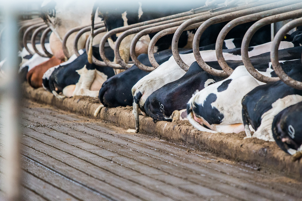 Wisselende effecten bij mestscheiden aan de bron