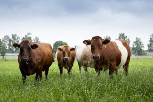 In gesprek over de mogelijkheden van natuurinclusieve landbouw