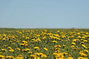 Noord-Holland en Urgenda slaan handen ineen voor versterken biodiversiteit