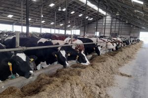 Het schone drinkwater draagt al jaren bij aan het welzijn van de koe