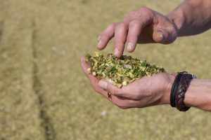 Neem mate van kneuzing van de korrel mee in rantsoenberekening