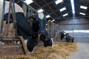 Welke invloed hebt u op de droogstand voor een probleemloze lactatie?