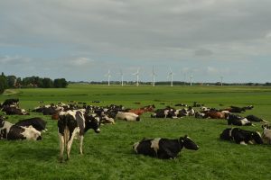 Snel verteerbaar gras blijft smakelijk