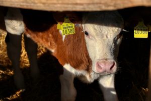 Vleeskalverhouderij: samenwerking noodzakelijk voor perspectief