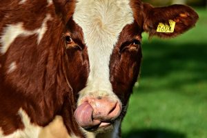 Een natuurinclusieve toekomst voor de melkveehouderij