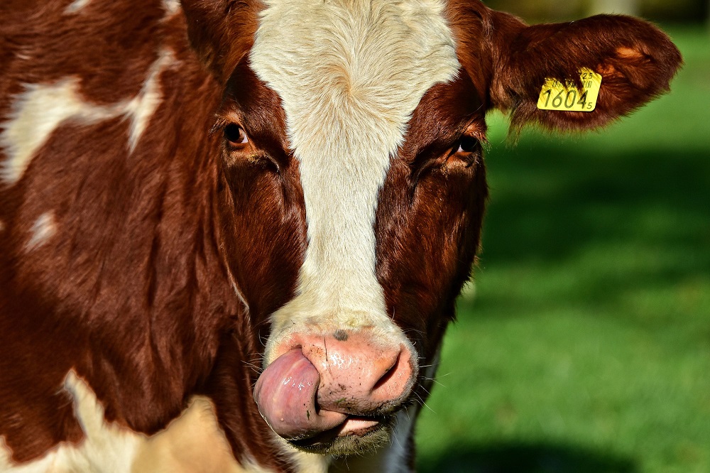 Een natuurinclusieve toekomst voor de melkveehouderij