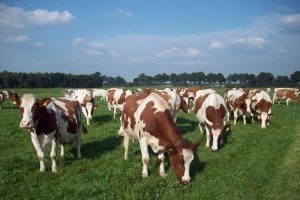 Dubbeldoel weiderundvlees beschikbaar bij Ameco