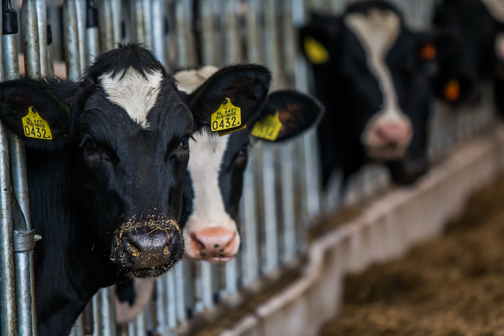 Melkveehouder, heb je jouw fosfaatrechten voor 2021 al op orde?