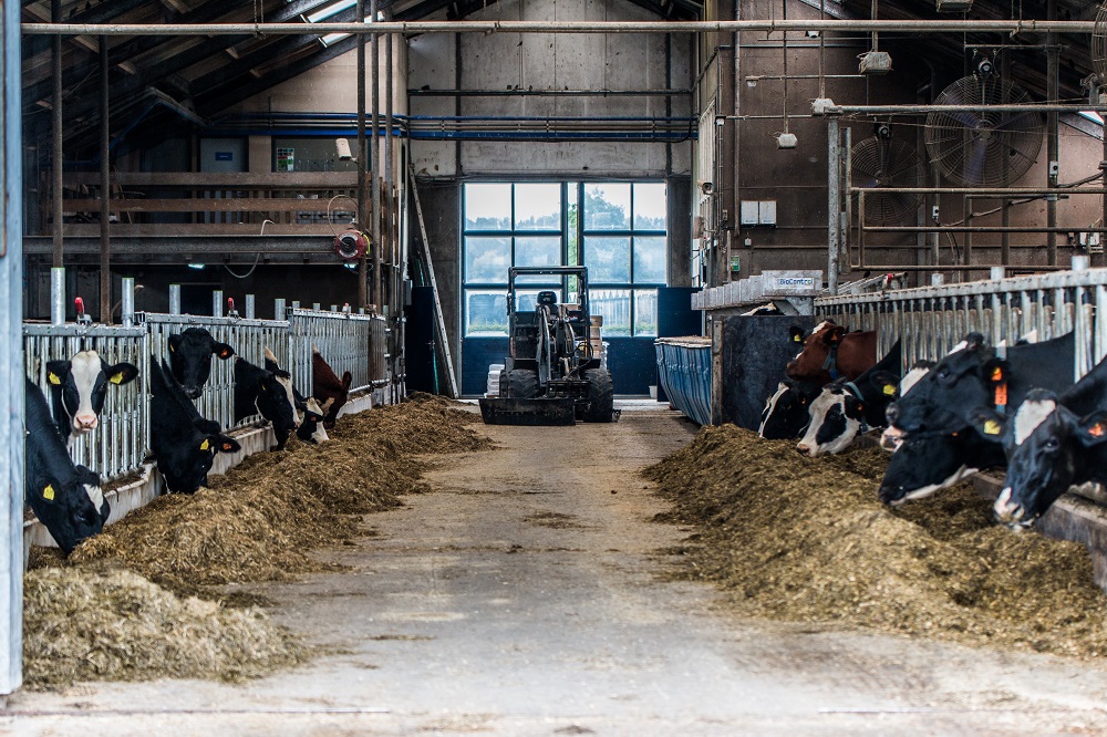 In plaats van nieuwbouw kan het investeren in de huidige stal ook een goede keuze zijn voor meer rendement.