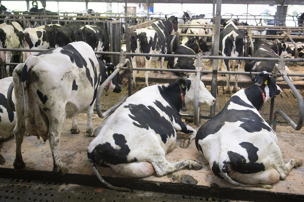 Mastitis: Stalseizoen is begonnen, tijd voor mastitispreventie