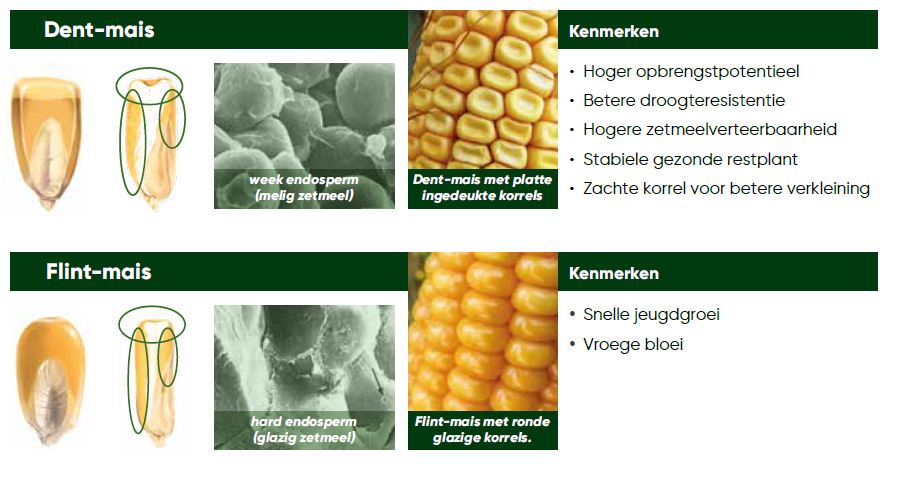 Zetmeel beter beschikbaar voor de koe met Dent-mais