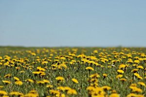 Metingen bodemkwaliteit voor bepaling meerwaarde grasland