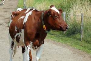 Smart farming als verlengstuk van de ondernemer