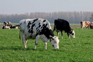 Verdubbeling in vitamine D gen leidt tot meer mastitis