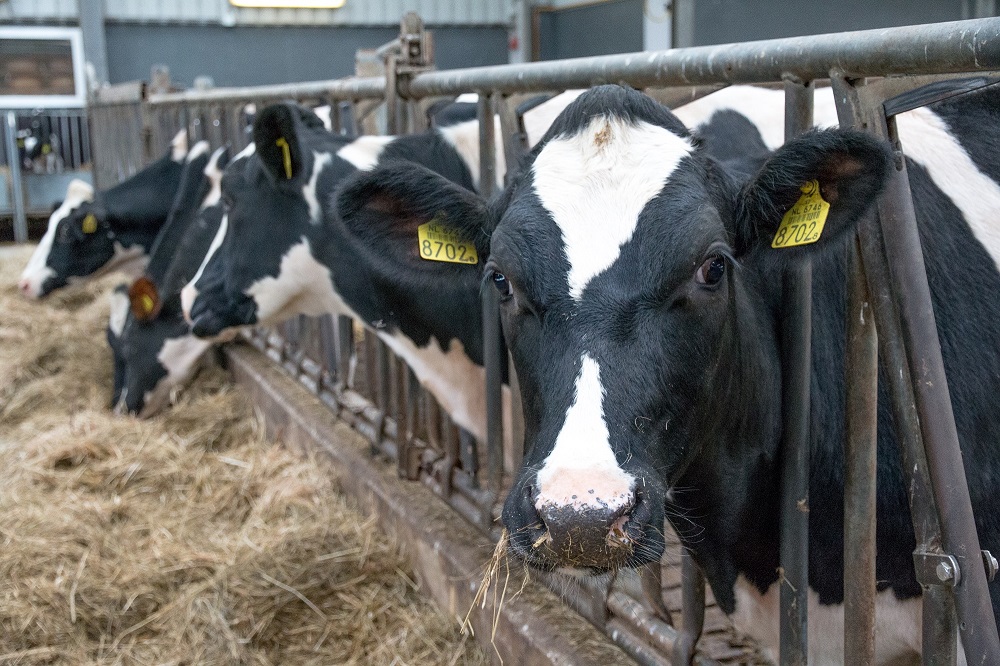 ForFarmers biedt voeroplossing om celgetal omlaag te krijgen