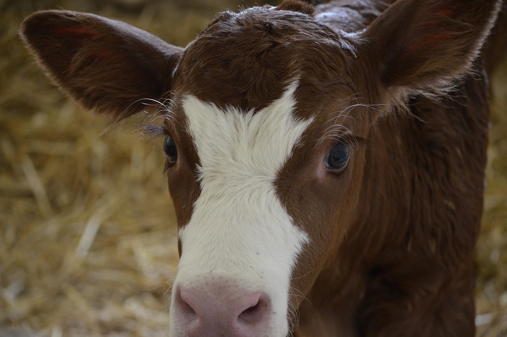 DierenRecht opnieuw veroordeeld na uitspraken over 'ernstig dierenleed'