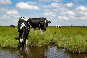 Belastingdienst publiceert ‘Landelijke Landbouw Normen 2021’