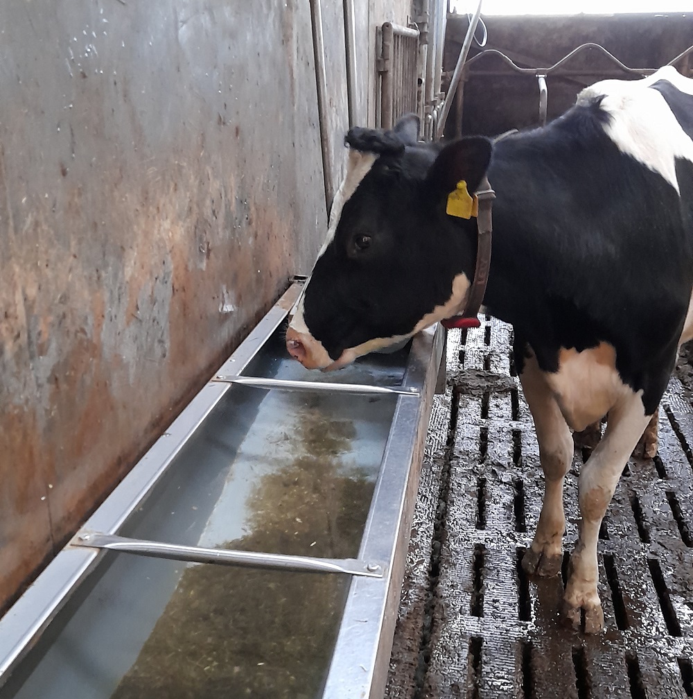 Hoe deze melkveehouder voor 75% minder mastitis op zijn bedrijf zorgde