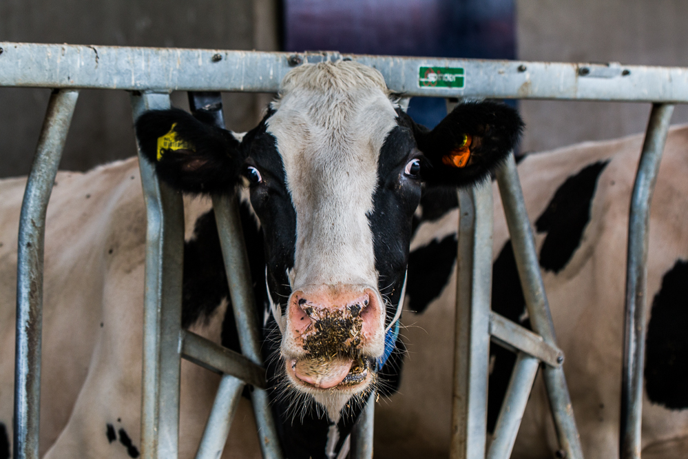 Integrale aanpak bij reductiepotentie methaan en ammoniak essentieel