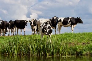 Ammoniak- en methaanemissies verminderen met gras en weidegang