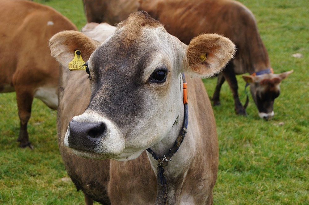 De niche in zuivel: van Jersey melk tot Lely Orbiter