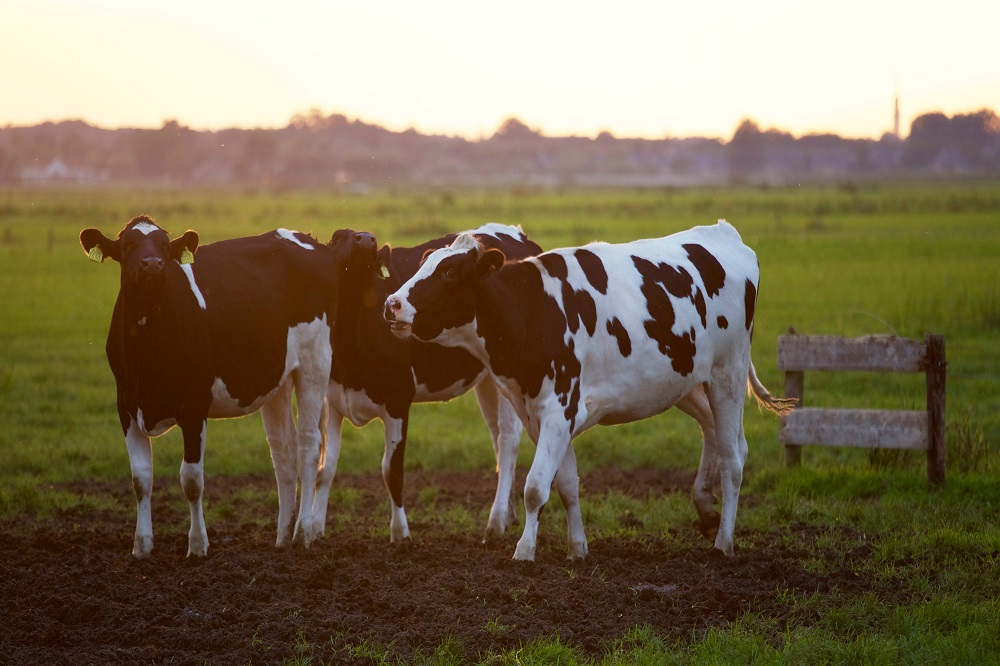 Jonge melkveehouders starten campagne ‘Boeren houden van Koeien’