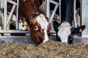 Afrekenbare Stoffenbalans: opties voor lichte regulering op ammoniak en klimaat