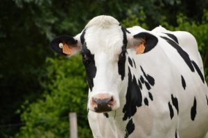 Open dag op melkveebedrijven Udink en Op den Hoek