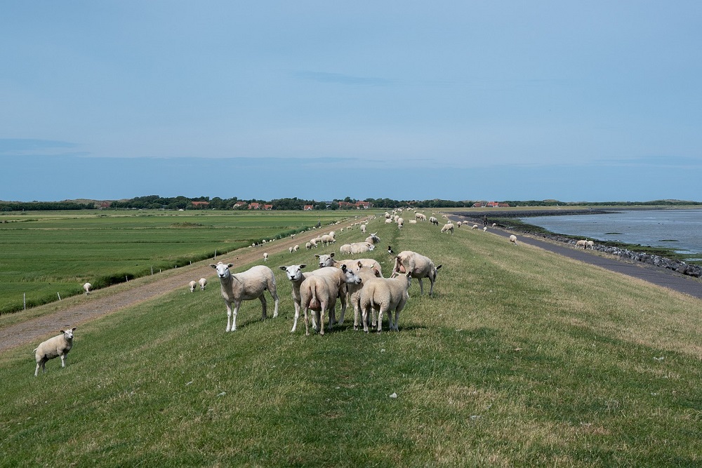 Waddenfonds kent 1 miljoen subsidie toe voor project landbouw op Terschelling