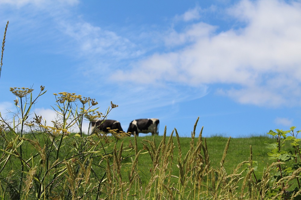 Boeren in onzekerheid door falende overheid