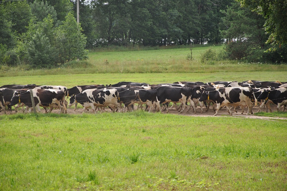 Koe uit de wei: zo verliep de actiedag