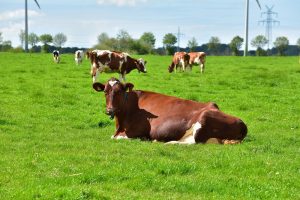 Melkveestapel flink gekrompen sinds 1980