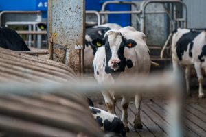 Gezonde klauwen in het najaar? Zomer is van invloed