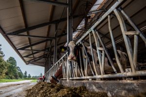 Veranderingen bij productierechten overdragen