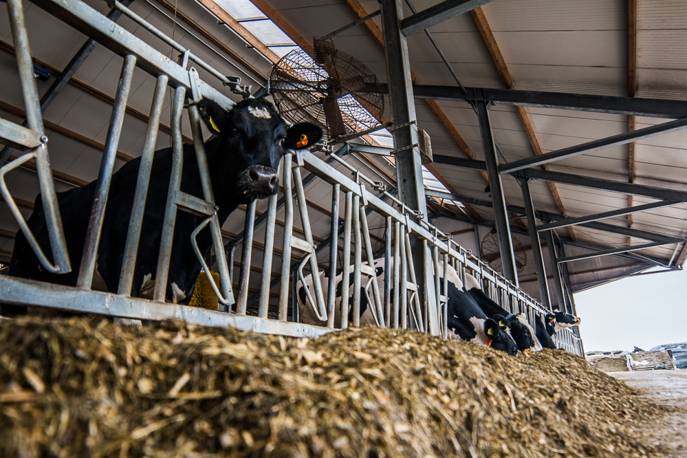 Fosfaatrechten worden openbaar gemaakt