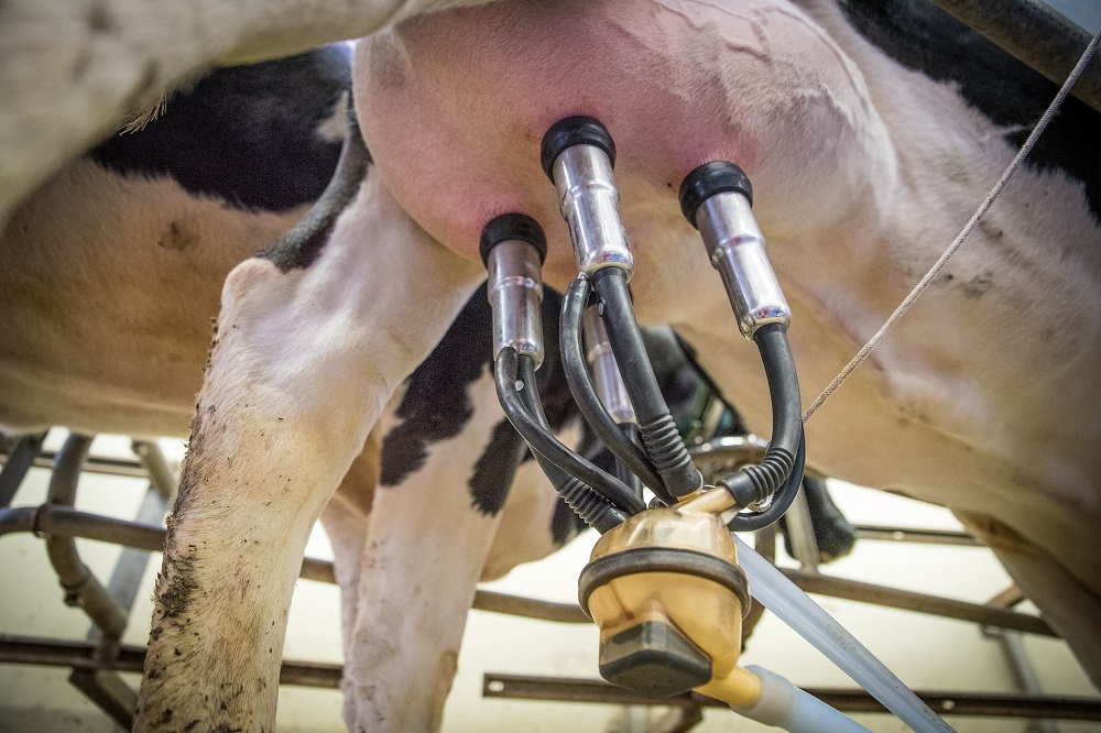 Saldo melkveehouderij boven langjarig gemiddelde