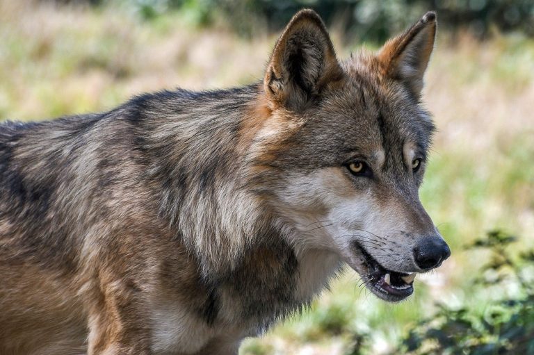 Vier koeien aangevallen waarvan één dode, vermoedelijk door wolf